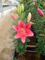 [5397 Zagata VZ No02.JPG]